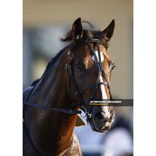 a close up for Non Solo Bar after winning the Gran Premio avv. Carlo Marangoni Torino - Stupinigi racetrack, 12th sept. 2010 ph. Stefano Grasso