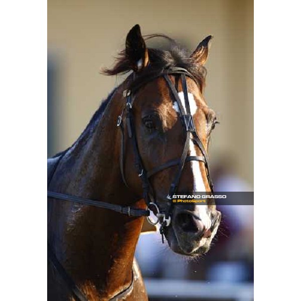 a close up for Non Solo Bar after winning the Gran Premio avv. Carlo Marangoni Torino - Stupinigi racetrack, 12th sept. 2010 ph. Stefano Grasso