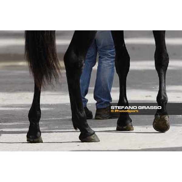ITS Trotting yearlings sales Busto Arsizio (VA), 13th sept. 2010 ph. Stefano Grasso