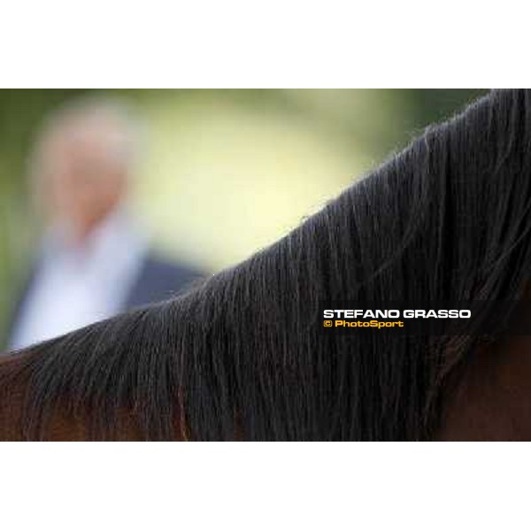 ITS Trotting yearlings sales Busto Arsizio (VA), 13th sept. 2010 ph. Stefano Grasso