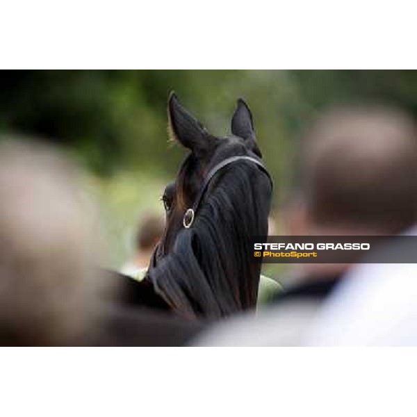 ITS Trotting yearlings sales Busto Arsizio (VA), 13th sept. 2010 ph. Stefano Grasso