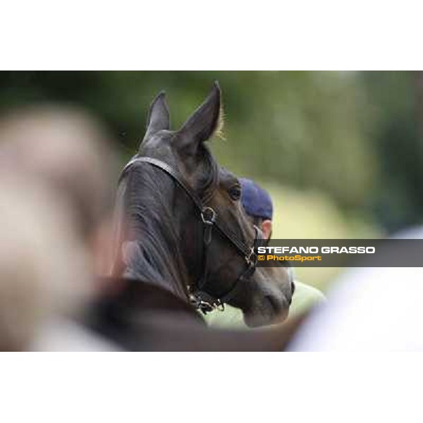 ITS Trotting yearlings sales Busto Arsizio (VA), 13th sept. 2010 ph. Stefano Grasso