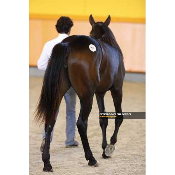 ITS Trotting yearlings sales Busto Arsizio (VA), 13th sept. 2010 ph. Stefano Grasso