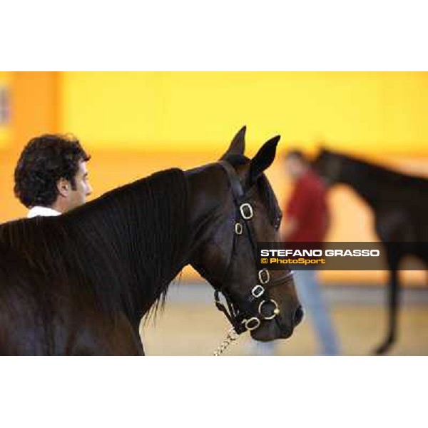 ITS Trotting yearlings sales Busto Arsizio (VA), 13th sept. 2010 ph. Stefano Grasso