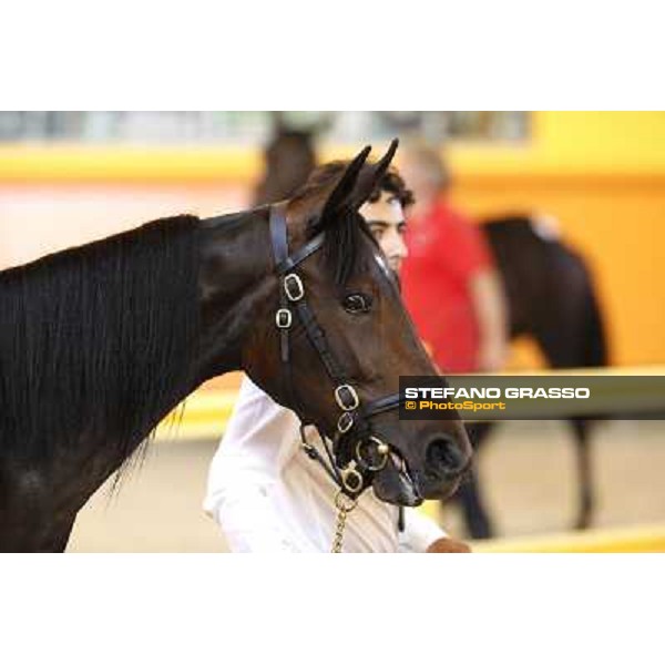 ITS Trotting yearlings sales Busto Arsizio (VA), 13th sept. 2010 ph. Stefano Grasso