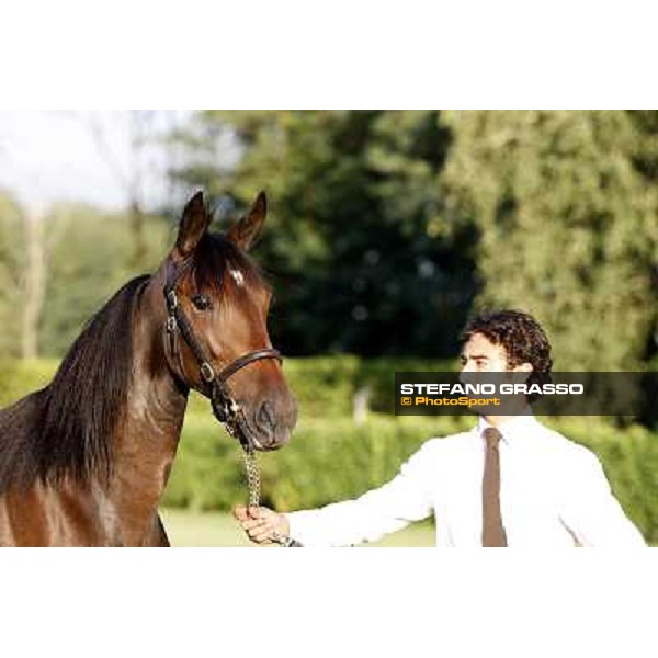 ITS Trotting yearlings sales Busto Arsizio (VA), 13th sept. 2010 ph. Stefano Grasso