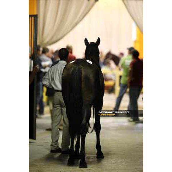 ITS Trotting yearlings sales Busto Arsizio (VA), 13th sept. 2010 ph. Stefano Grasso