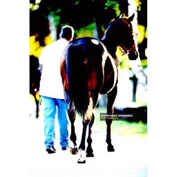 ITS Trotting yearlings sales Busto Arsizio (VA), 13th sept. 2010 ph. Stefano Grasso