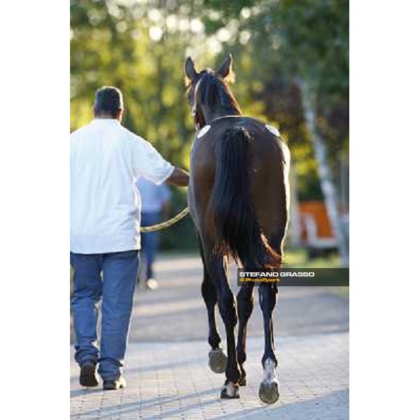 ITS Trotting yearlings sales Busto Arsizio (VA), 13th sept. 2010 ph. Stefano Grasso