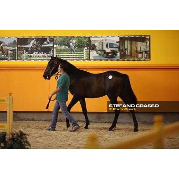 ITS Trotting yearlings sales Busto Arsizio (VA), 13th sept. 2010 ph. Stefano Grasso