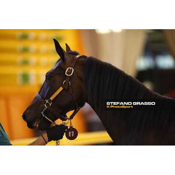 ITS Trotting yearlings sales Busto Arsizio (VA), 13th sept. 2010 ph. Stefano Grasso