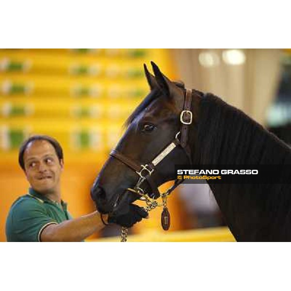 ITS Trotting yearlings sales Busto Arsizio (VA), 13th sept. 2010 ph. Stefano Grasso