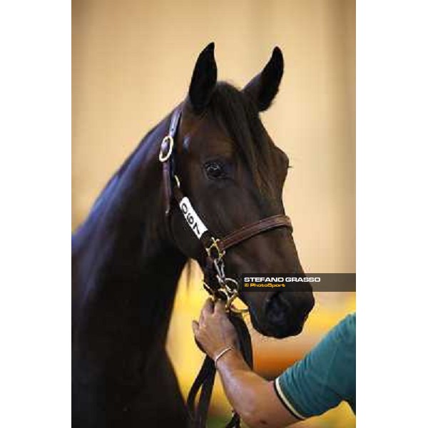 ITS Trotting yearlings sales Busto Arsizio (VA), 13th sept. 2010 ph. Stefano Grasso