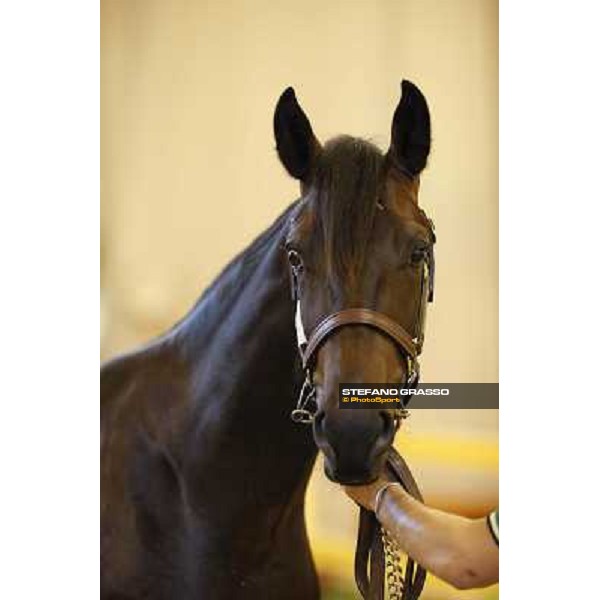 ITS Trotting yearlings sales Busto Arsizio (VA), 13th sept. 2010 ph. Stefano Grasso
