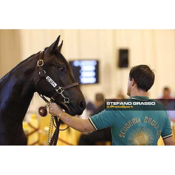 ITS Trotting yearlings sales Busto Arsizio (VA), 13th sept. 2010 ph. Stefano Grasso