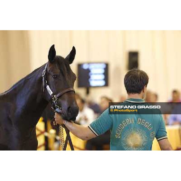 ITS Trotting yearlings sales Busto Arsizio (VA), 13th sept. 2010 ph. Stefano Grasso