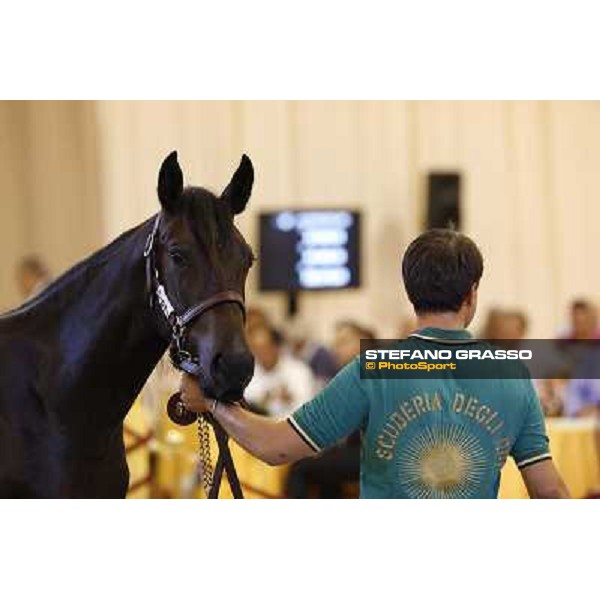 ITS Trotting yearlings sales Busto Arsizio (VA), 13th sept. 2010 ph. Stefano Grasso