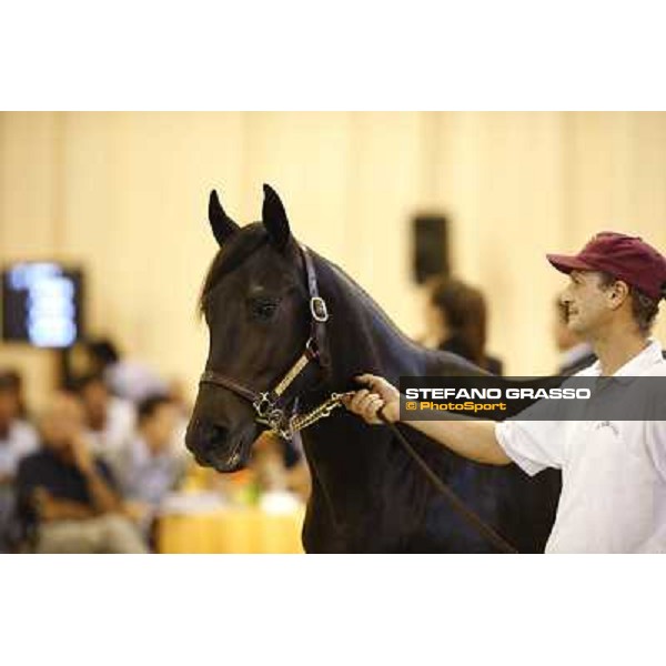 ITS Trotting yearlings sales Busto Arsizio (VA), 13th sept. 2010 ph. Stefano Grasso