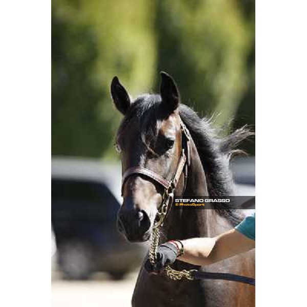ITS Trotting yearlings sales Busto Arsizio (VA), 13th sept. 2010 ph. Stefano Grasso