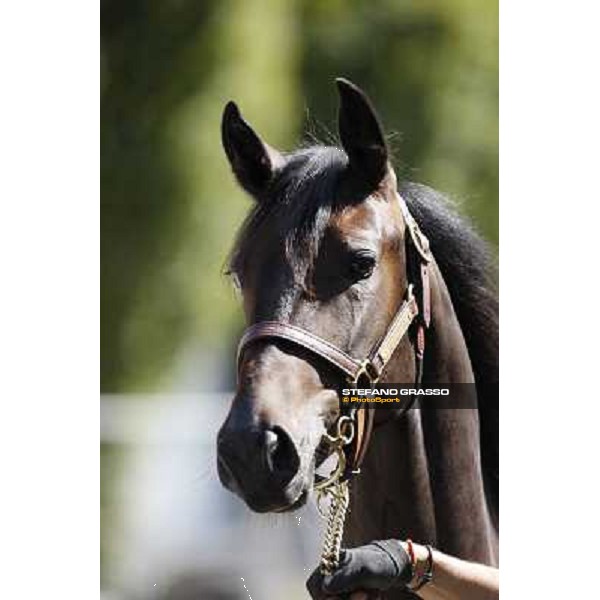 ITS Trotting yearlings sales Busto Arsizio (VA), 13th sept. 2010 ph. Stefano Grasso