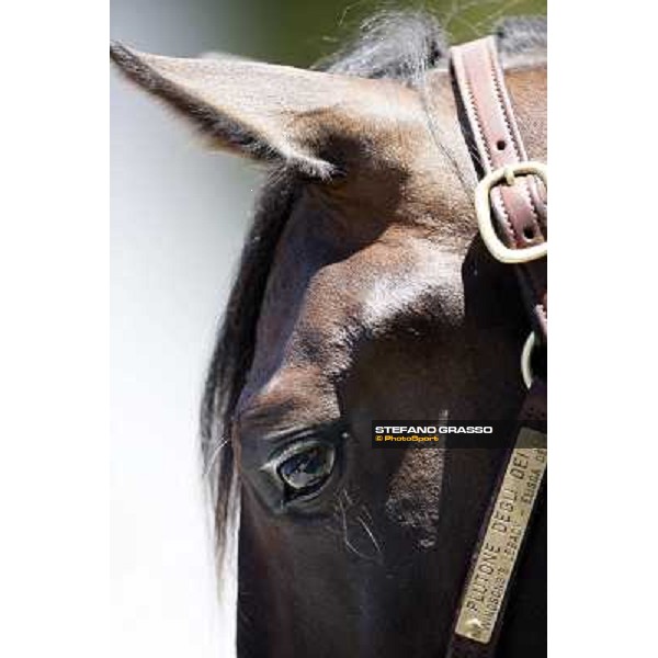 ITS Trotting yearlings sales Busto Arsizio (VA), 13th sept. 2010 ph. Stefano Grasso