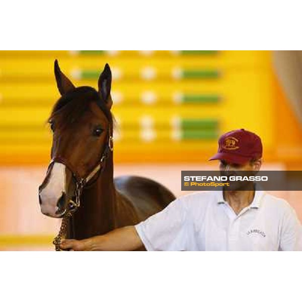 ITS Trotting yearlings sales Busto Arsizio (VA), 13th sept. 2010 ph. Stefano Grasso