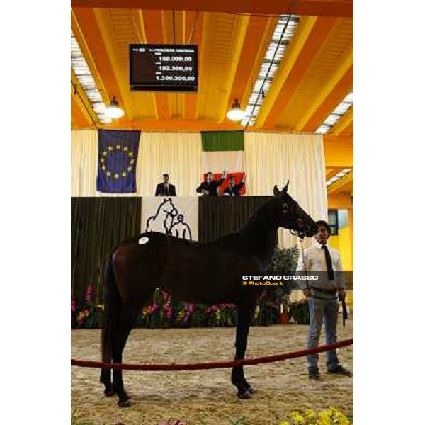 ITS Trotting yearlings sales Busto Arsizio (VA), 13th sept. 2010 ph. Stefano Grasso