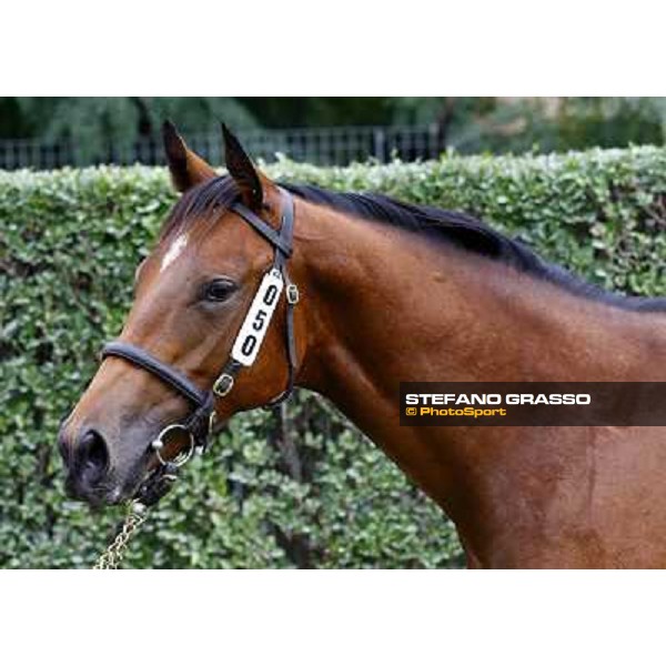 Top Price at Euro 190.000 - N. m.b 26/2/2009 Dubawi and Kathy College presented by Az. Agr. Rosati Colarieti Antonio and bought by Darley Settimo Milanese (MI), 24th sept. 2010 ph. Stefano Grasso