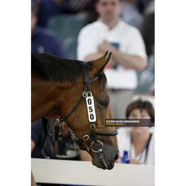 Top Price at Euro 190.000 - N. m.b 26/2/2009 Dubawi and Kathy College presented by Az. Agr. Rosati Colarieti Antonio and bought by Darley Settimo Milanese (MI), 24th sept. 2010 ph. Stefano Grasso