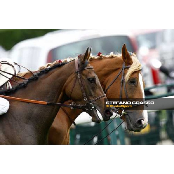 close up for Goldikova winner of the Qatar Prix de la Foret Paris - Longchamp, 3rd oct. 2010 ph. Stefano Grasso