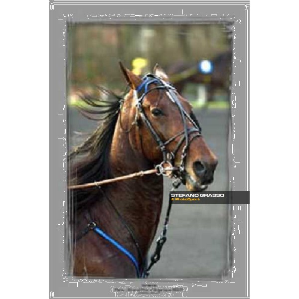 Varenne - Paris - Grand Prix D\' Amerique 2001 ph. Stefano Grasso