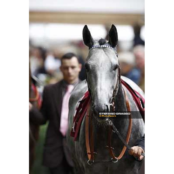 Racing, Portraits and Emotions from the week end of the Qatar Prix de l\'Arc de Triomphe Paris - Longchamp, 2nd oct. 2010 ph. Stefano Grasso
