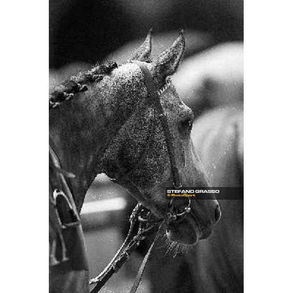 Racing, Portraits and Emotions from the week end of the Qatar Prix de l\'Arc de Triomphe Paris - Longchamp, 2nd oct. 2010 ph. Stefano Grasso