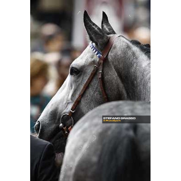 Racing, Portraits and Emotions from the week end of the Qatar Prix de l\'Arc de Triomphe Paris - Longchamp, 2nd oct. 2010 ph. Stefano Grasso