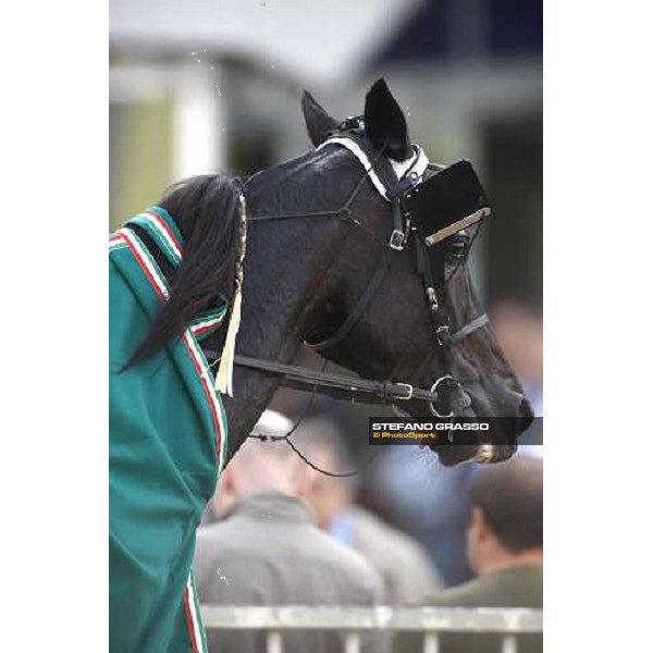 close up for Italiano winner of the Gran Premio Turilli Roma, 10th oct. 2010 ph. Stefano Grasso