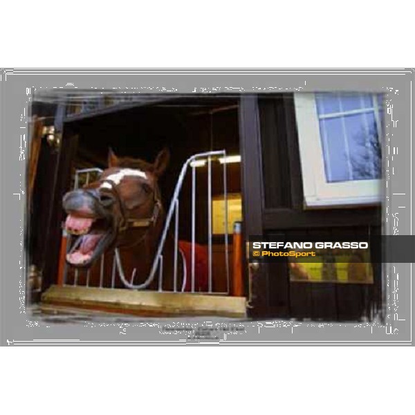 Newmarket 2004 - Fantastic Light at Dalham Hall Stud ph. Stefano Grasso