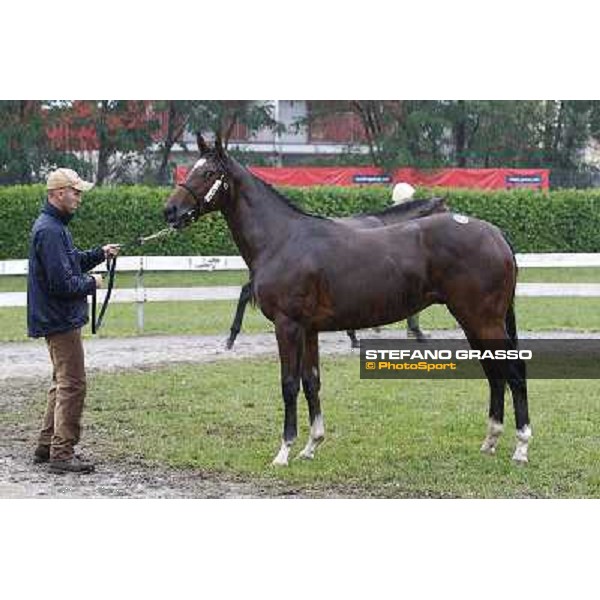 102 m. b. Javier Ad Valorem Secrete Marina Rosati Colarieti Antonio INCOLINX - DIEGO ROMEO SCUDERIA Euro 130.000 Settimo Milanese (Mi) - Sga Selected Yearlings Sale, 24th sept. 2010 ph.Stefano Grasso