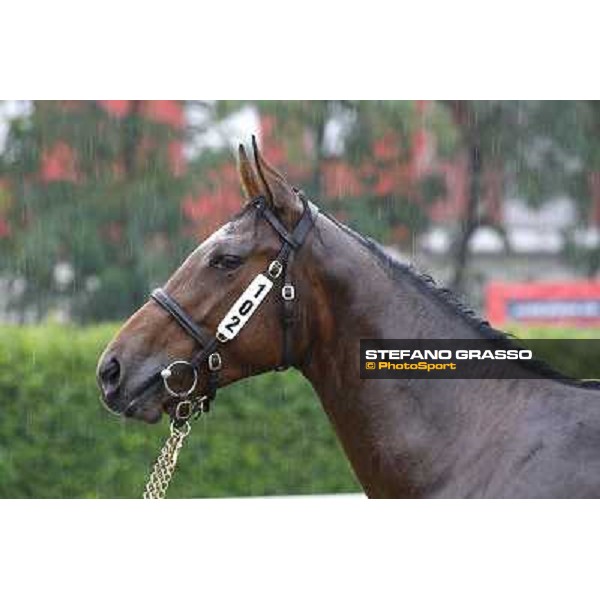 102 m. b. Javier Ad Valorem Secrete Marina Rosati Colarieti Antonio INCOLINX - DIEGO ROMEO SCUDERIA Euro 130.000 Settimo Milanese (Mi) - Sga Selected Yearlings Sale, 24th sept. 2010 ph.Stefano Grasso