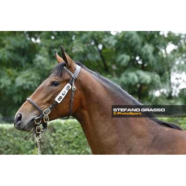 58 f. b. Maria Vezzera Authorized La Virt Sole srl RENCATI S.R.L. SCUDERIA Euro 105.000 Settimo Milanese (Mi) - Sga Selected Yearlings Sale, 24th sept. 2010 ph.Stefano Grasso