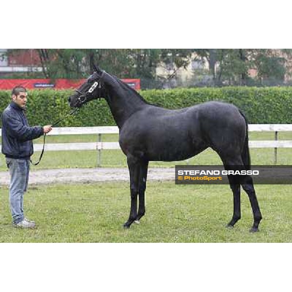 104 f. gr. Royal Fortune Invincible Spirit Seerah Velino srl EMERALD BLOODSTOCK Euro 100.000 Settimo Milanese (Mi) - Sga Selected Yearlings Sale, 24th sept. 2010 ph.Stefano Grasso