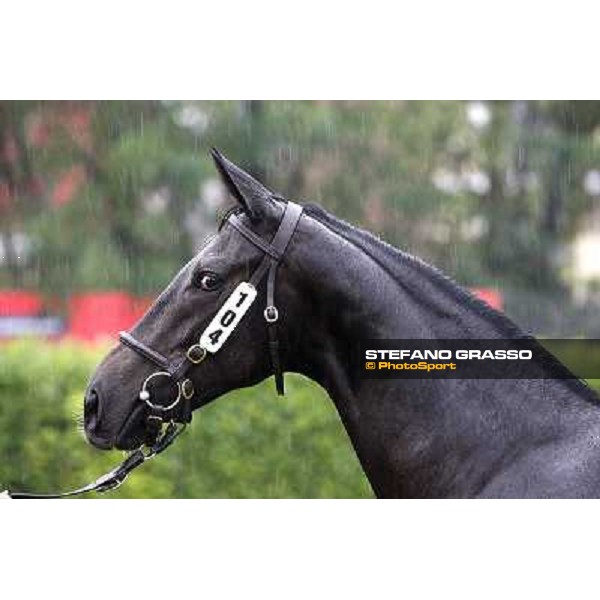104 f. gr. Royal Fortune Invincible Spirit Seerah Velino srl EMERALD BLOODSTOCK Euro 100.000 Settimo Milanese (Mi) - Sga Selected Yearlings Sale, 24th sept. 2010 ph.Stefano Grasso