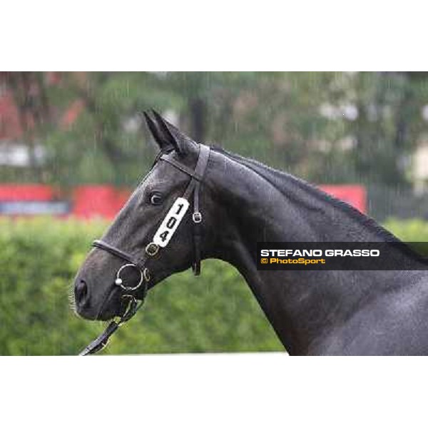 104 f. gr. Royal Fortune Invincible Spirit Seerah Velino srl EMERALD BLOODSTOCK Euro 100.000 Settimo Milanese (Mi) - Sga Selected Yearlings Sale, 24th sept. 2010 ph.Stefano Grasso