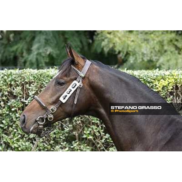34 m. b. Il Gioco Singspiel Ginevra di Camelot Sole srl INCOLINX - DIEGO ROMEO SCUDERIA Euro 95.000 Settimo Milanese (Mi) - Sga Selected Yearlings Sale, 24th sept. 2010 ph.Stefano Grasso
