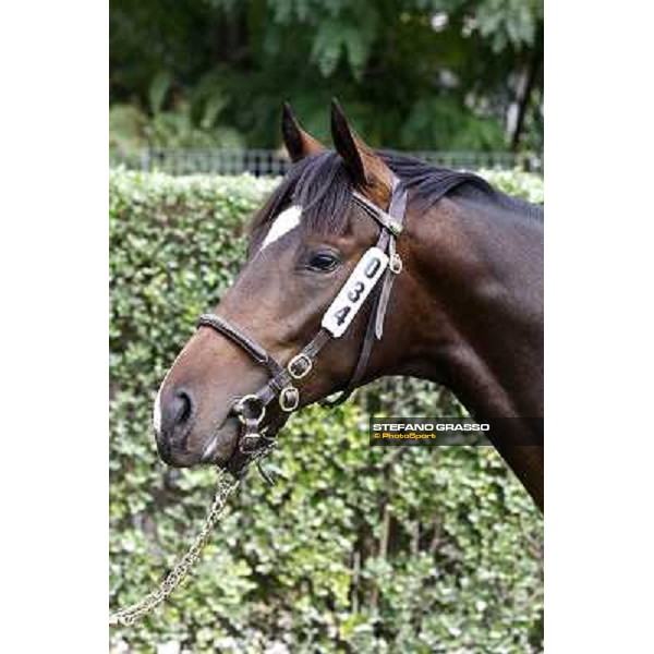 34 m. b. Il Gioco Singspiel Ginevra di Camelot Sole srl INCOLINX - DIEGO ROMEO SCUDERIA Euro 95.000 Settimo Milanese (Mi) - Sga Selected Yearlings Sale, 24th sept. 2010 ph.Stefano Grasso