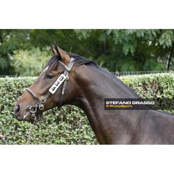 34 m. b. Il Gioco Singspiel Ginevra di Camelot Sole srl INCOLINX - DIEGO ROMEO SCUDERIA Euro 95.000 Settimo Milanese (Mi) - Sga Selected Yearlings Sale, 24th sept. 2010 ph.Stefano Grasso