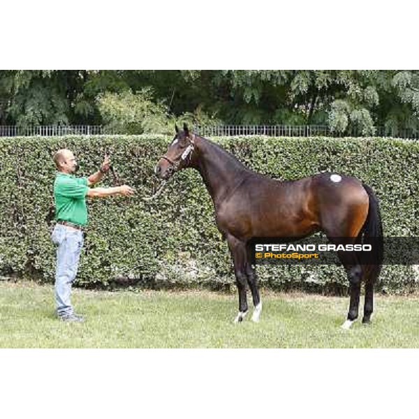 34 m. b. Il Gioco Singspiel Ginevra di Camelot Sole srl INCOLINX - DIEGO ROMEO SCUDERIA Euro 95.000 Settimo Milanese (Mi) - Sga Selected Yearlings Sale, 24th sept. 2010 ph.Stefano Grasso