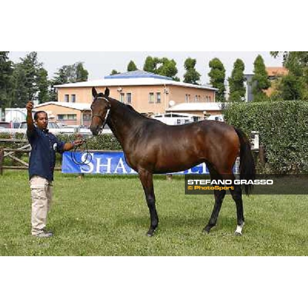 5 m. b. Babawi Dubawi Baladewa Sant\'Agostino e Vulci INCOLINX - DIEGO ROMEO SCUDERIA Euro 75.000 Settimo Milanese (Mi) - Sga Selected Yearlings Sale, 24th sept. 2010 ph.Stefano Grasso