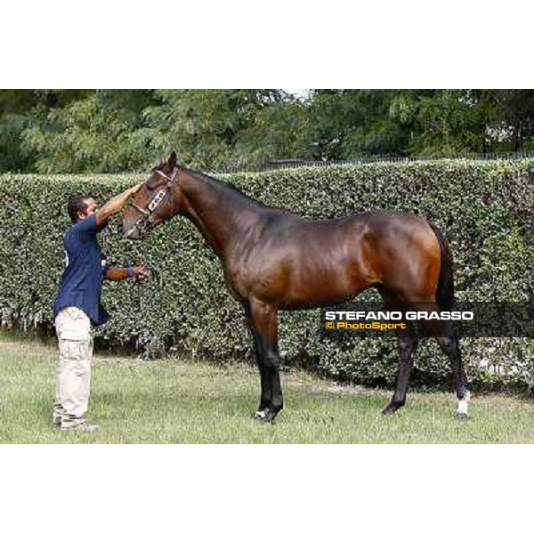 5 m. b. Babawi Dubawi Baladewa Sant\'Agostino e Vulci INCOLINX - DIEGO ROMEO SCUDERIA Euro 75.000 Settimo Milanese (Mi) - Sga Selected Yearlings Sale, 24th sept. 2010 ph.Stefano Grasso