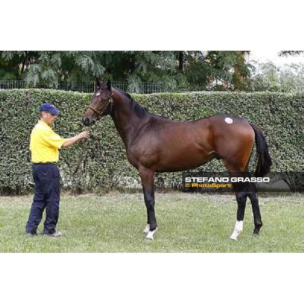 41 m. b. Heed the Cat Easing Along Heed The Way Oriano LA NUOVA SBARRA SRL ALLEV. Euro 70.000 Settimo Milanese (Mi) - Sga Selected Yearlings Sale, 24th sept. 2010 ph.Stefano Grasso