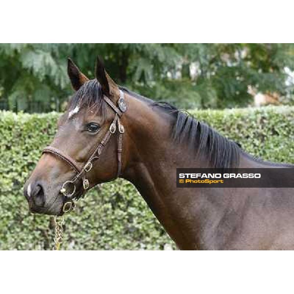 41 m. b. Heed the Cat Easing Along Heed The Way Oriano LA NUOVA SBARRA SRL ALLEV. Euro 70.000 Settimo Milanese (Mi) - Sga Selected Yearlings Sale, 24th sept. 2010 ph.Stefano Grasso